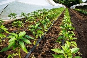 Drip Irrigation Systems