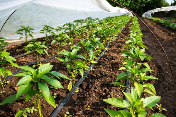 Drip Irrigation Systems