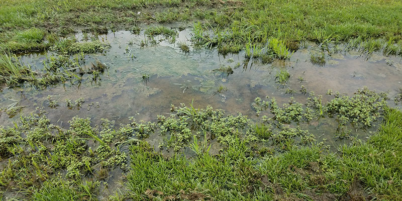 you are heading for septic repairs soon